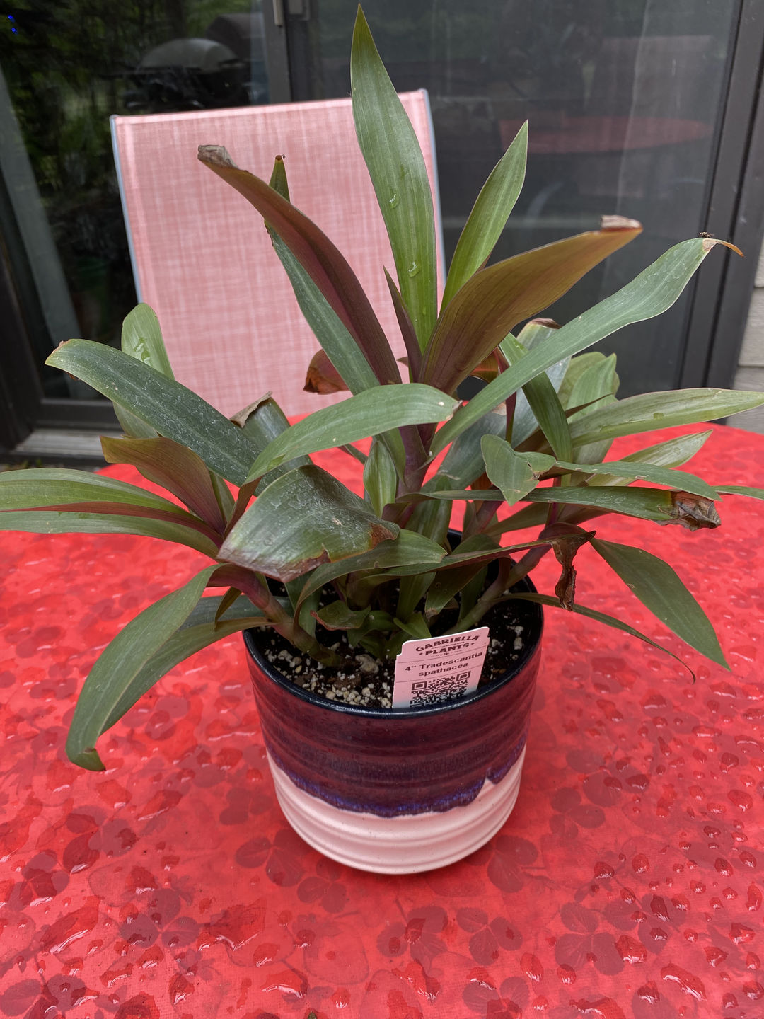 Customer photo review of 4" Tradescantia spathacea 'Sitara's Gold'