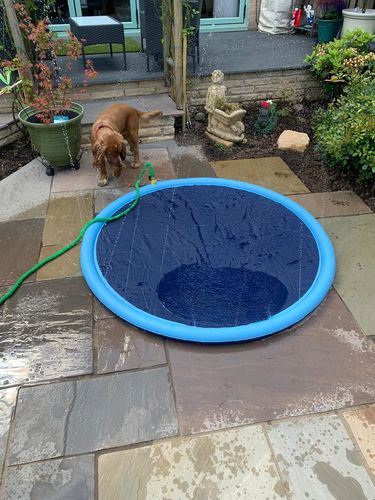 Customer photo review of Dog Fountain Splash Mat