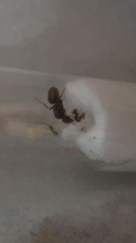 Customer photo review of Lasius niger colony