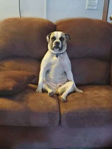 Customer photo review of Baby Panda With Her Mother