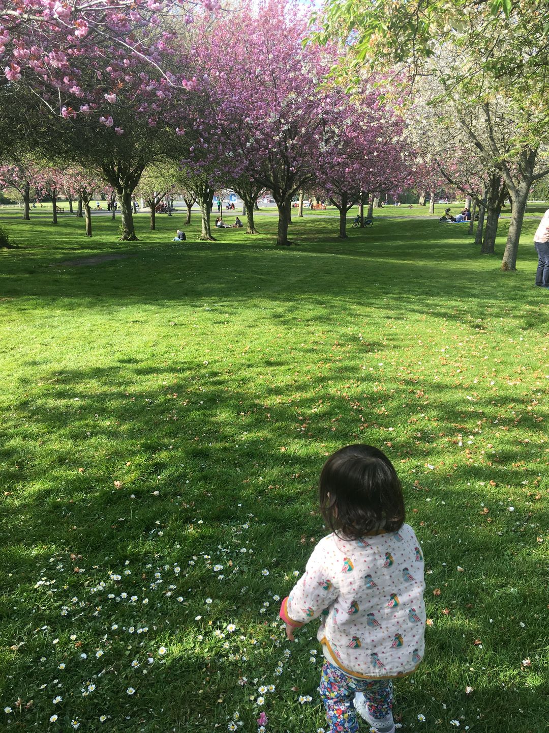 Customer photo review of The Birds Did Sing Reversible Spring Jacket