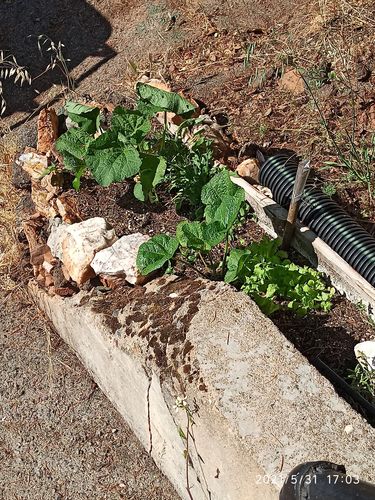 Customer photo review of Lettuce and Leafy Greens Seeds (10 Variety)