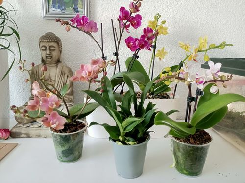 Customer photo review of Table Dance - Linz mit weißen Blüten und roter Lippe