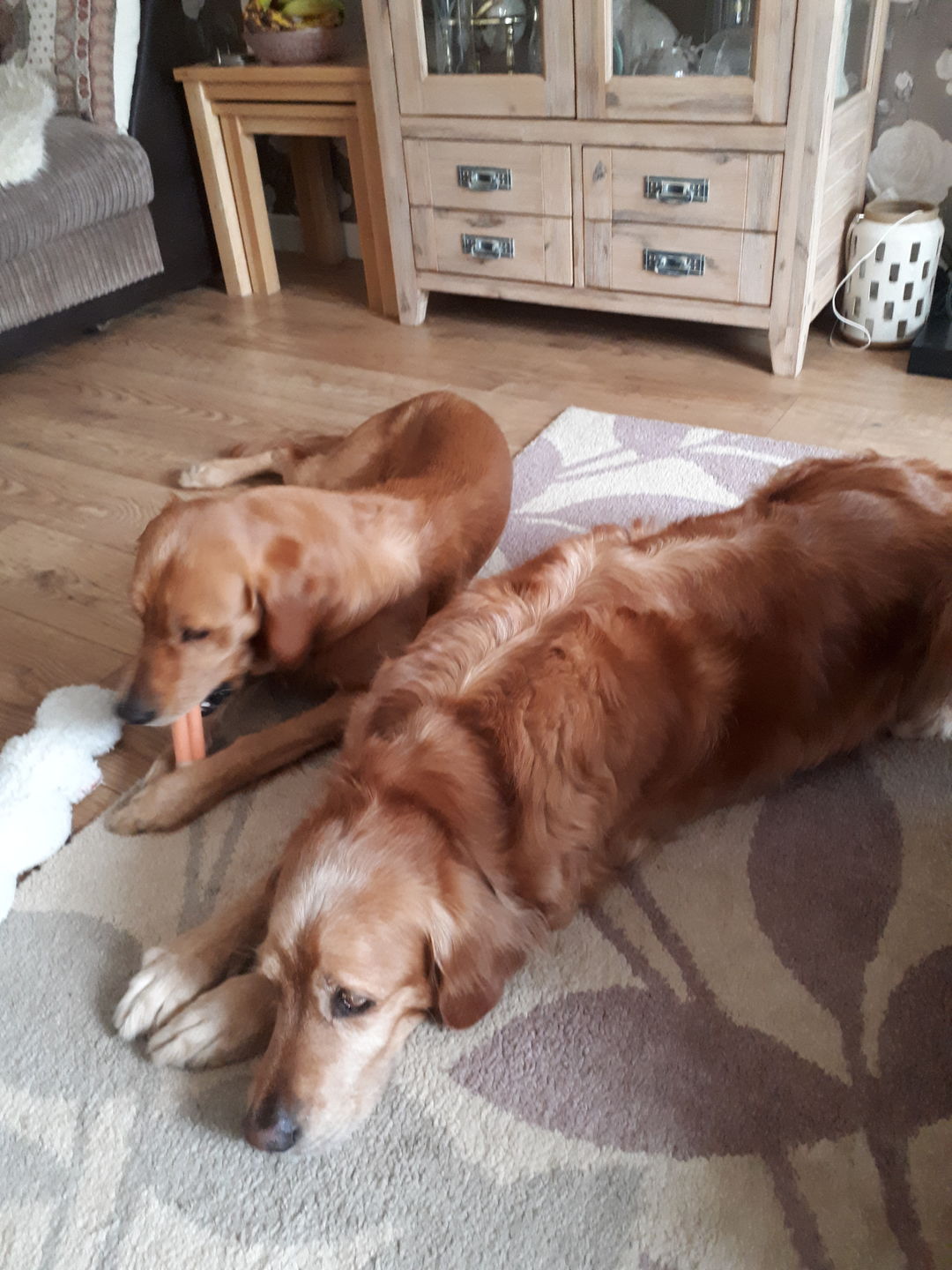 Customer photo review of Dog Shampoo
