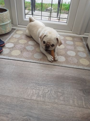 Customer photo review of Everest Dog Yak Chews