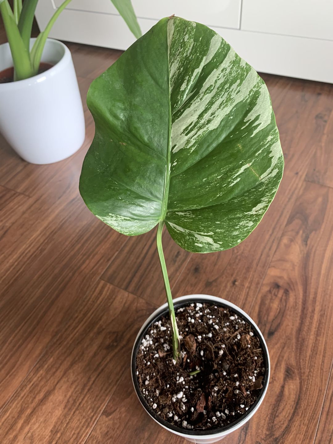 Customer photo review of MONSTERA BORSIGIANA VARIEGATA