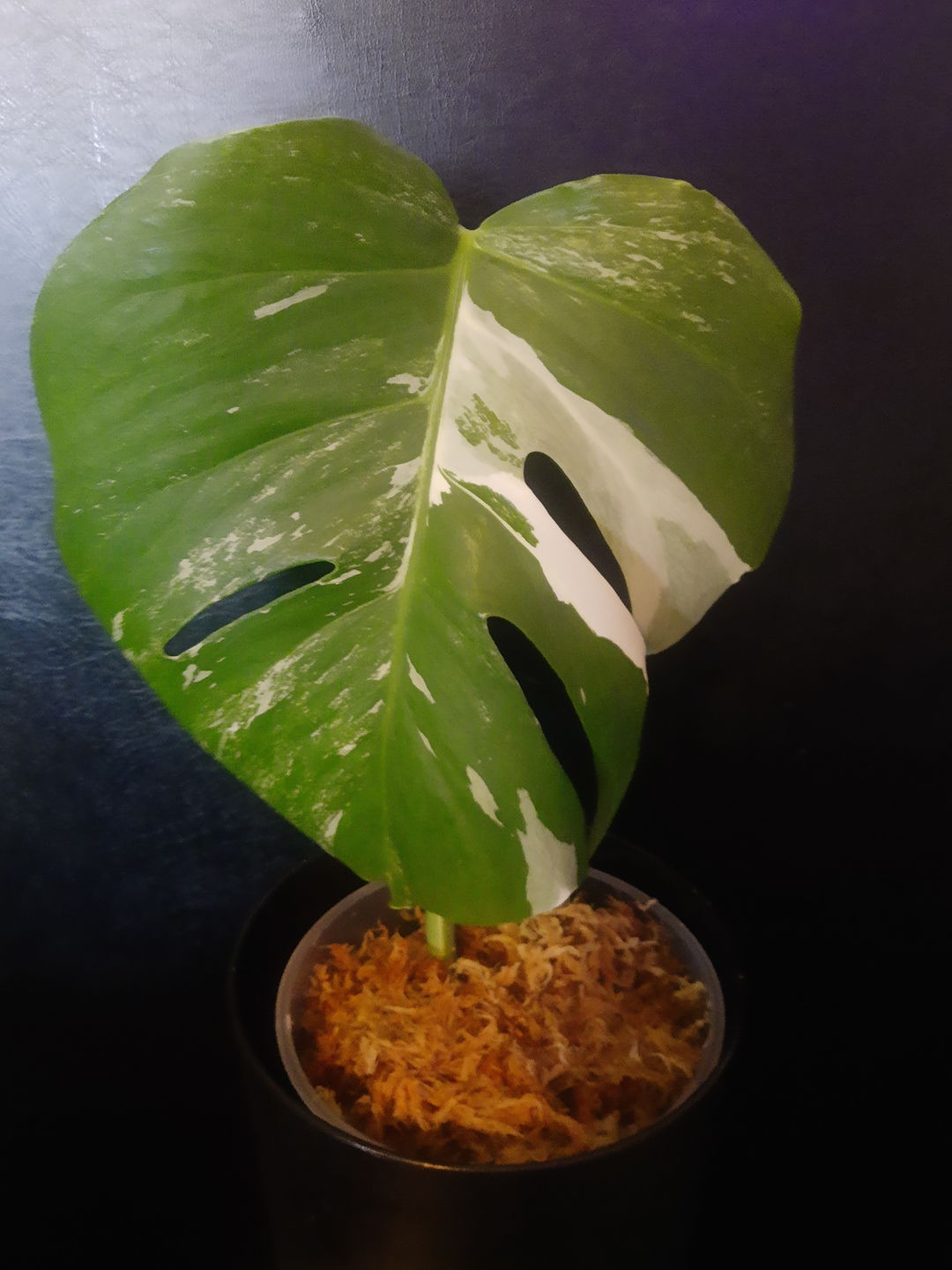 Customer photo review of MONSTERA BORSIGIANA VARIEGATA