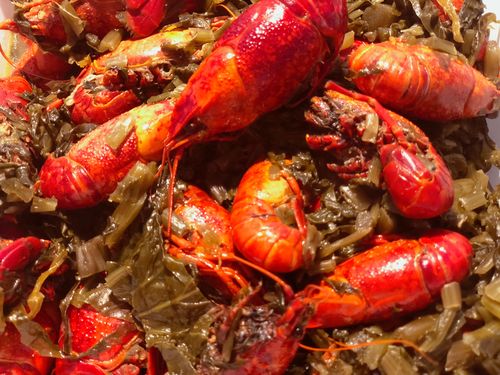 Customer photo review of Live Crawfish 鲜活小龙虾 (1.5-1.8磅/LB)