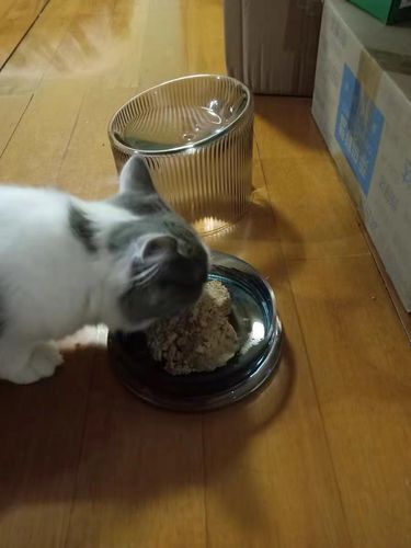 Customer photo review of Furrytail Fooddict Handmade Glass Double Cat Bowl