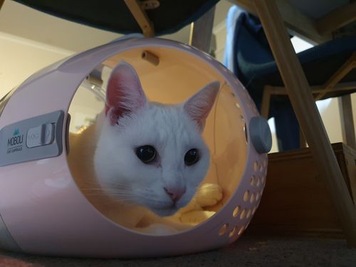 Customer photo review of MOBOLI Capsule Cat Carrier