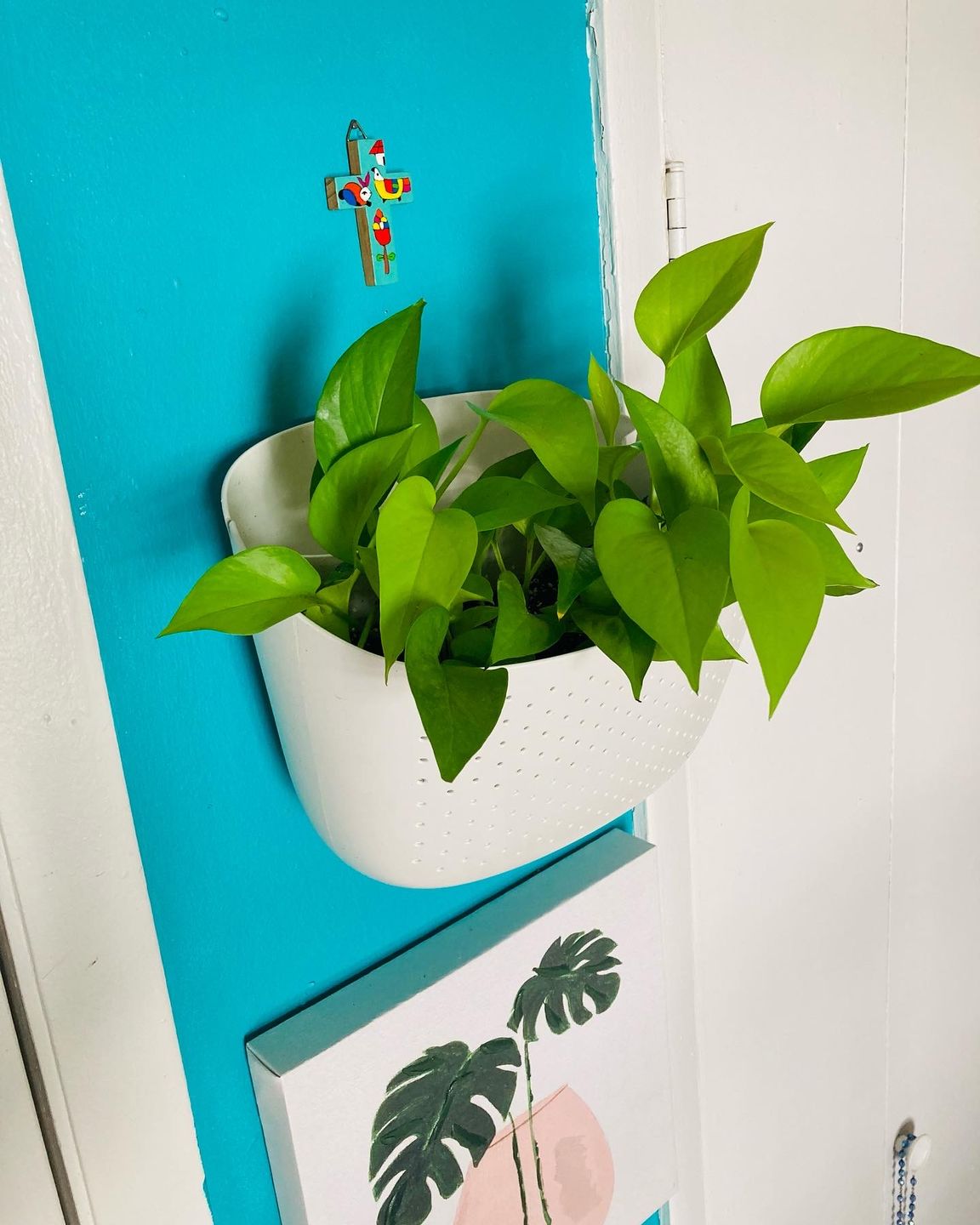 Customer photo review of Eco White Wall Planter (Estimated shipping 6/1)