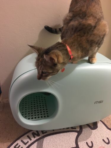 Customer photo review of MakeSure Modern Cat Litter Box