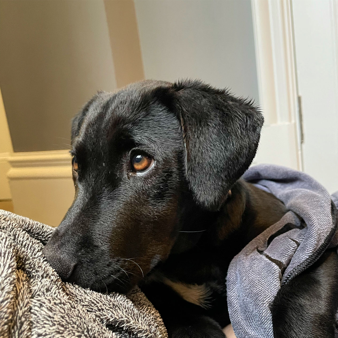Customer photo review of Luxury Dog Towel