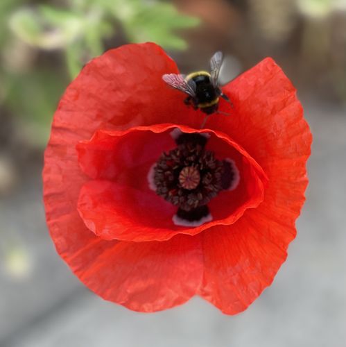 Customer photo review of Drum Freebie Pak - GM