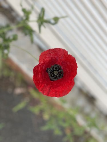 Customer photo review of Garage Rock Revival