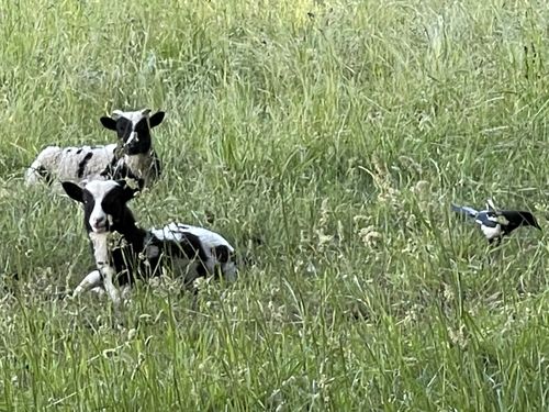 Customer photo review of Doom MIDI Drum Loops