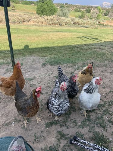 Customer photo review of GrubTerra Dried Larvae