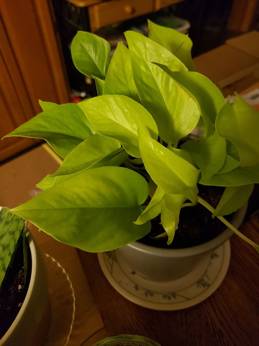 Customer photo review of 4" Pothos Neon