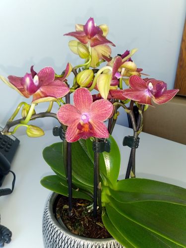 Customer photo review of Table Dance - Sunset mit roten wachsblumigen Blüten