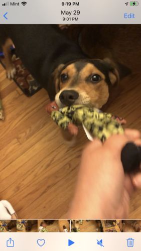 Customer photo review of The Squad Chew Toys Set