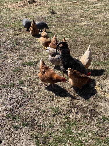 Customer photo review of GrubTerra Dried Larvae