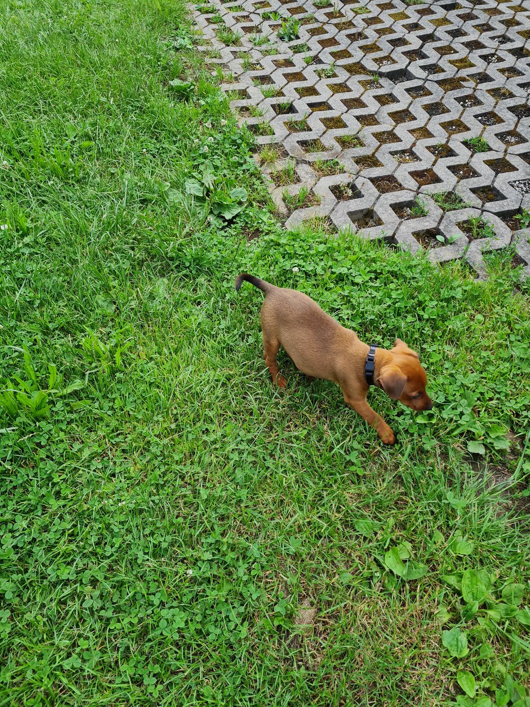 Customer photo review of Hunde Trinkflasche inkl. Futterbehälter
