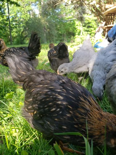 Customer photo review of GrubTerra Dried Larvae