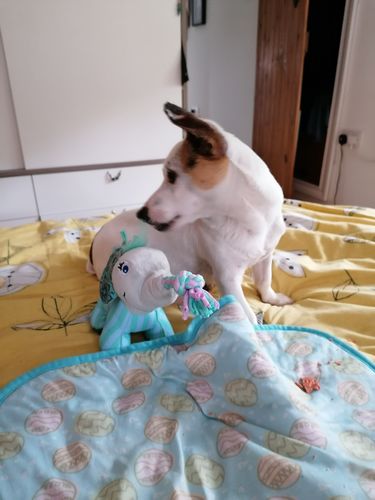 Customer photo review of Kong Knots Carnival Elephant Dog Toy