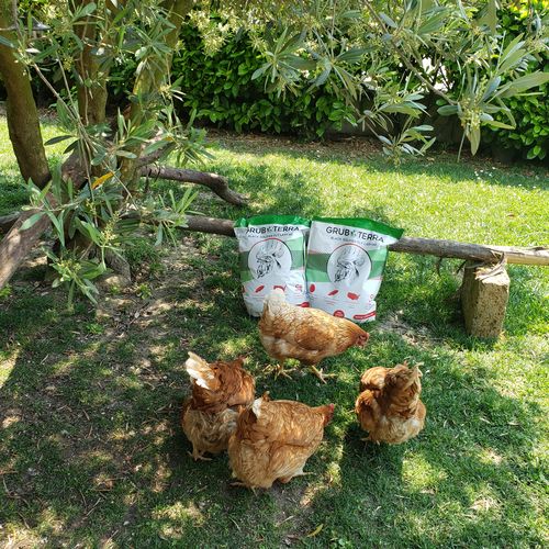 Customer photo review of GrubTerra Dried Larvae