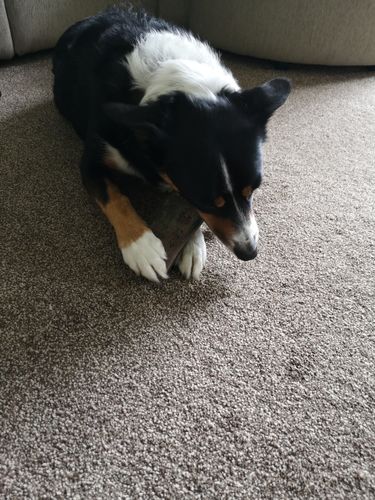 Customer photo review of Buffalo Horn