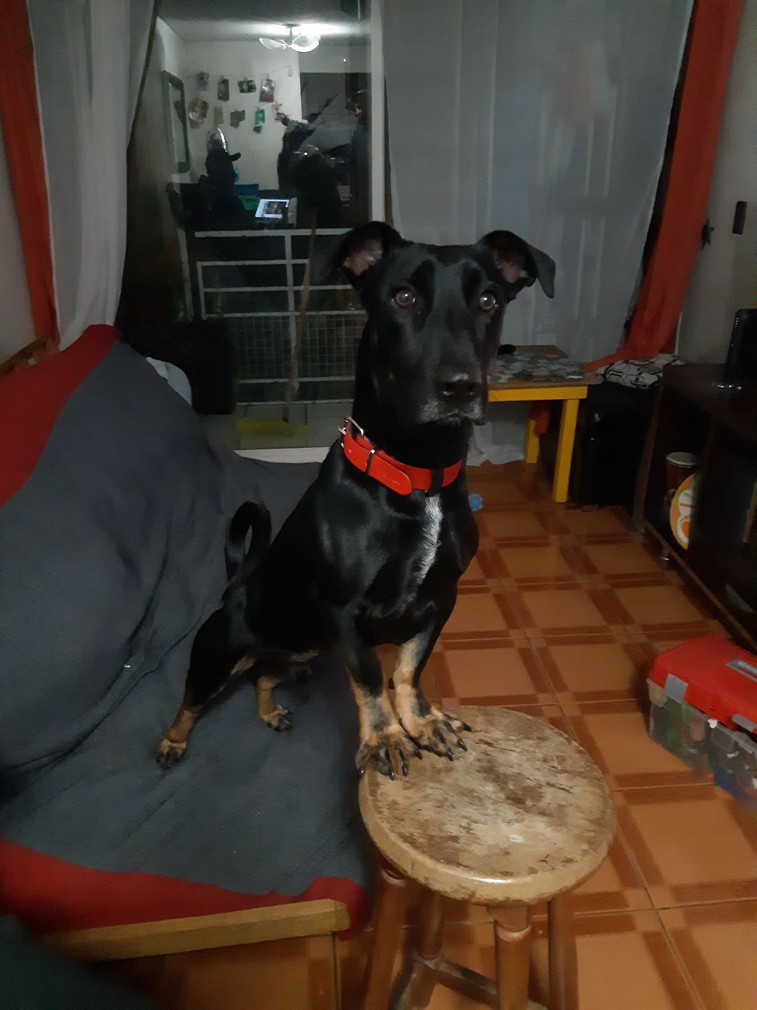 Customer photo review of Collar Duke Rojo/Negro