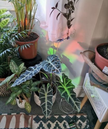 Customer photo review of Vespani Holographic Window Film