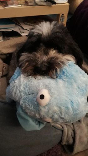 Customer photo review of Gor Reef Daddy Octopus