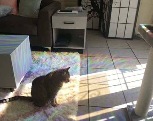 Customer photo review of Vespani Holographic Window Film