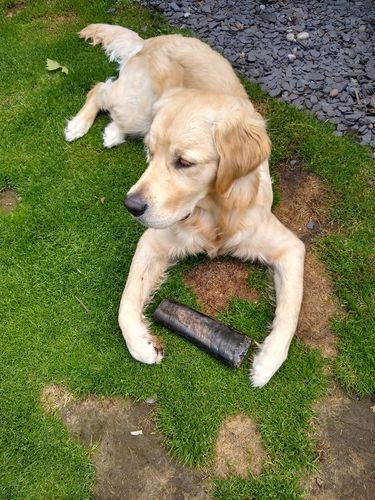 Customer photo review of Buffalo Horn