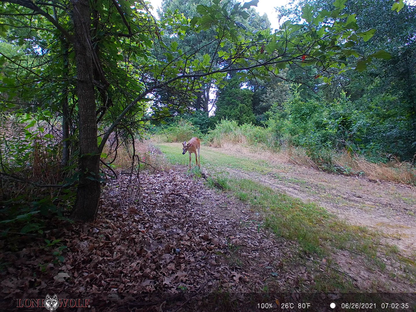 Customer photo review of Undercover™ Trail Camera