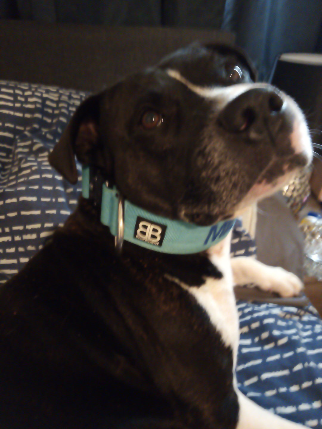 Customer photo review of 5cm Combat® Collar | Rated Clip - NO HANDLE - Light Blue v2.0