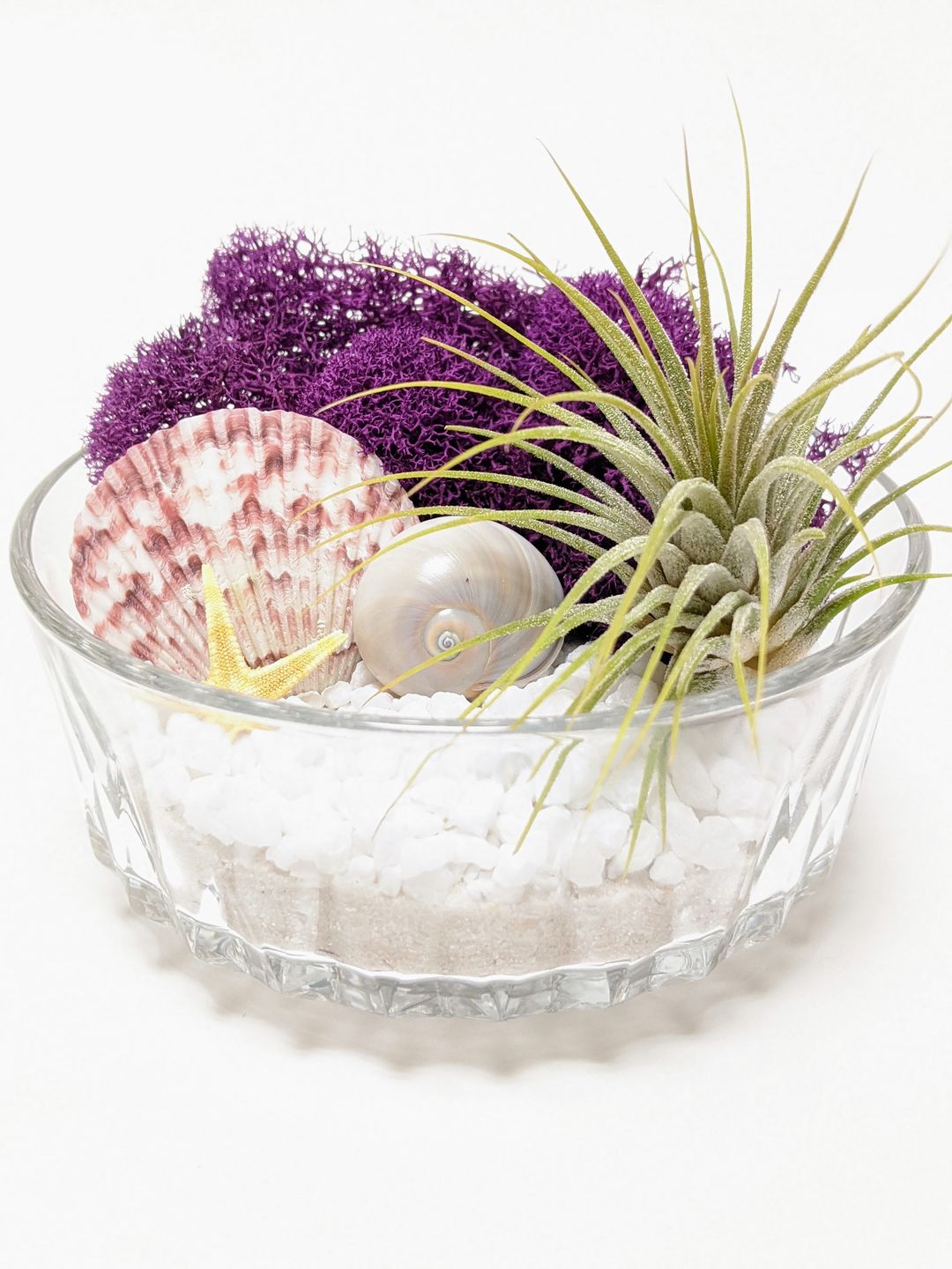 Customer photo review of Wholesale Ionantha Guatemala Medium  (Minimum Order 10)