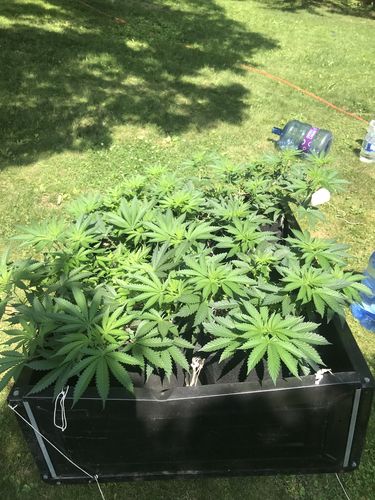 Customer photo review of Sohum Soil Organic Living Soil Just Add Water 1.5 cu ft