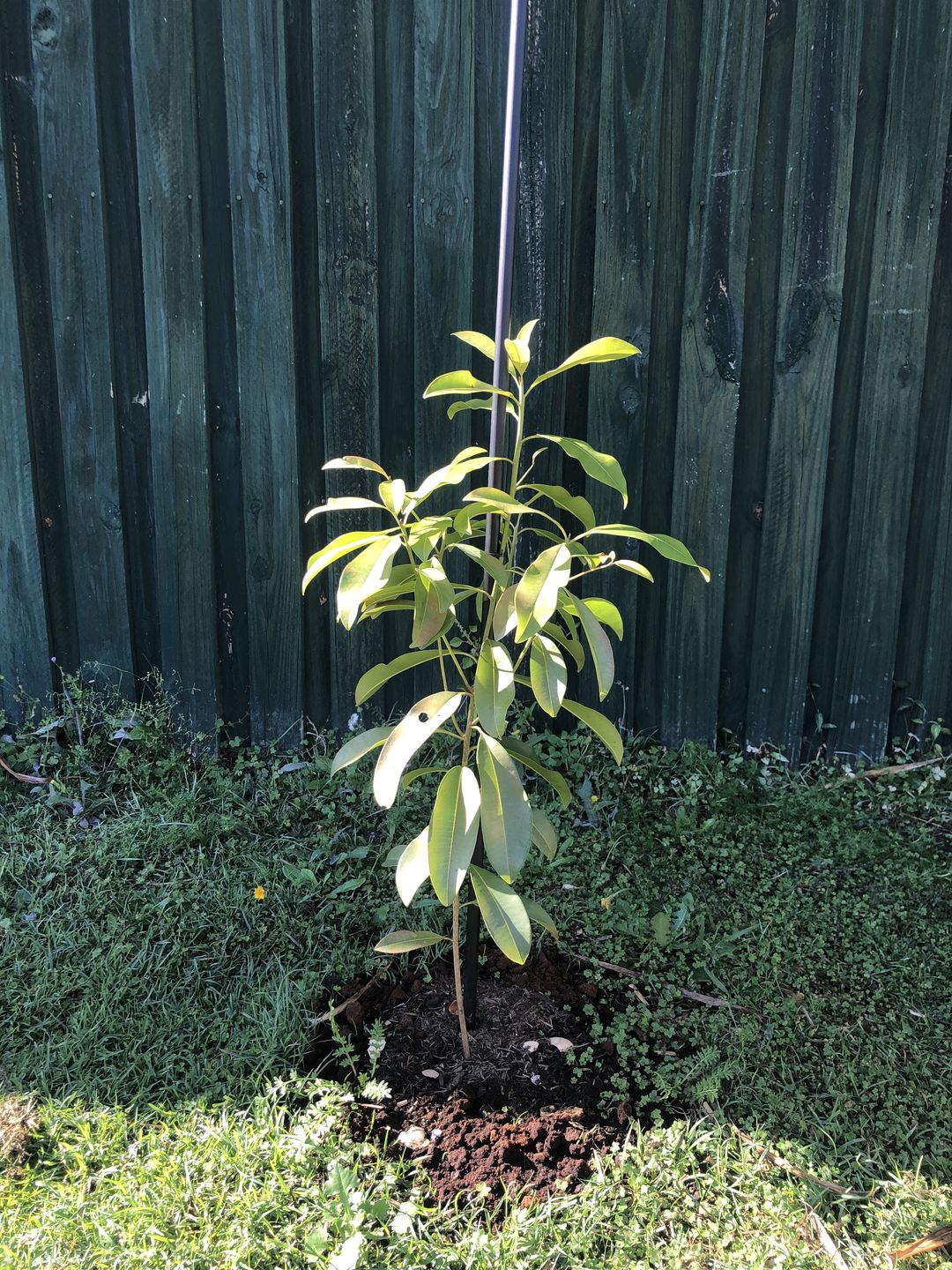 Customer photo review of Sapodilla / Chicku
