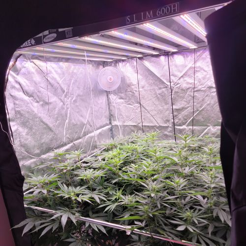 Customer photo review of - Open BOX -  Slim 600H Dimmable LED Grow Light 600w (120 Degree) 3500k