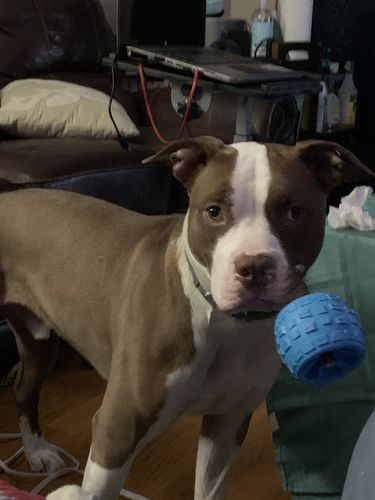 Customer photo review of 12 Inch Gullet Sticks