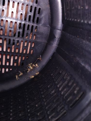 Customer photo review of Flyminator Bug Zapper - Indoor Mosquitoes & Insect Killer