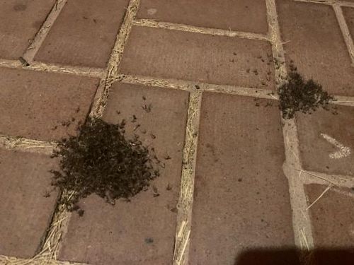 Customer photo review of Flyminator Bug Zapper - Indoor Mosquitoes & Insect Killer