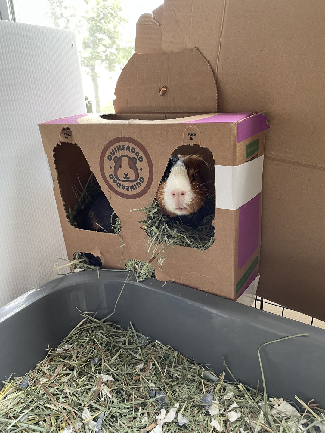 Customer photo review of GuineaDad Nourish Series - Orchard Hay (3 Pack)