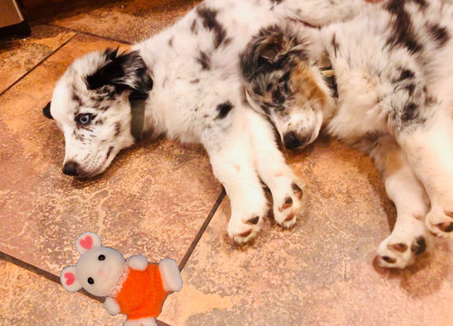 Customer photo review of WiBargain Pet Box Limited Edition