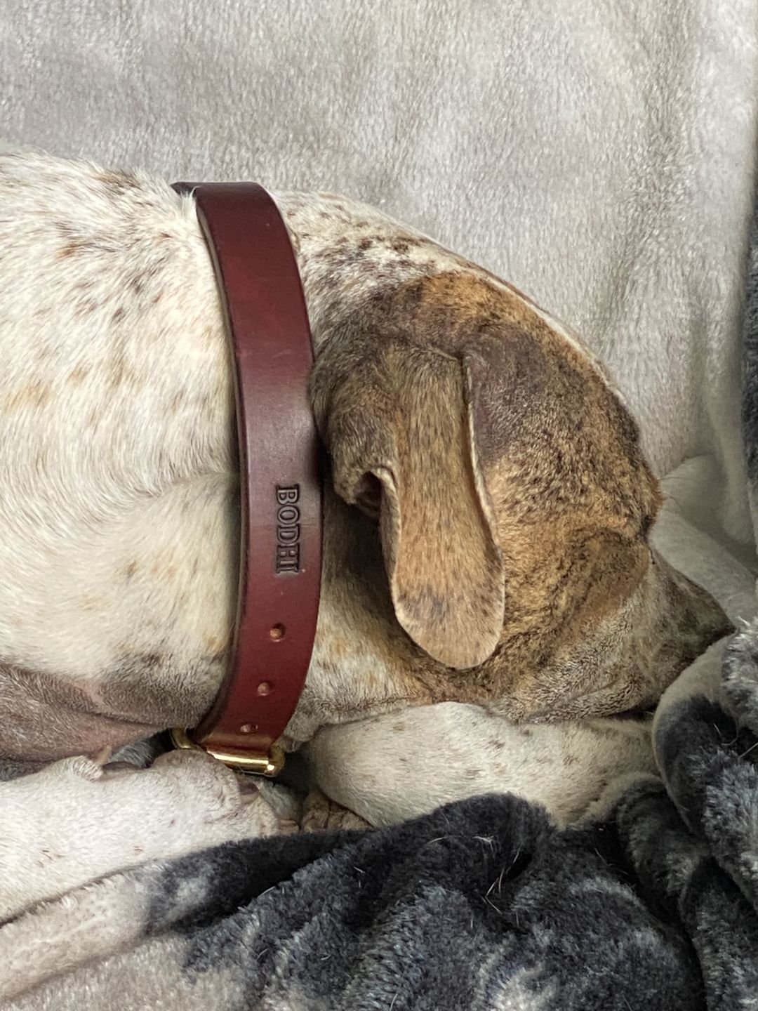 Customer photo review of Dog Collar