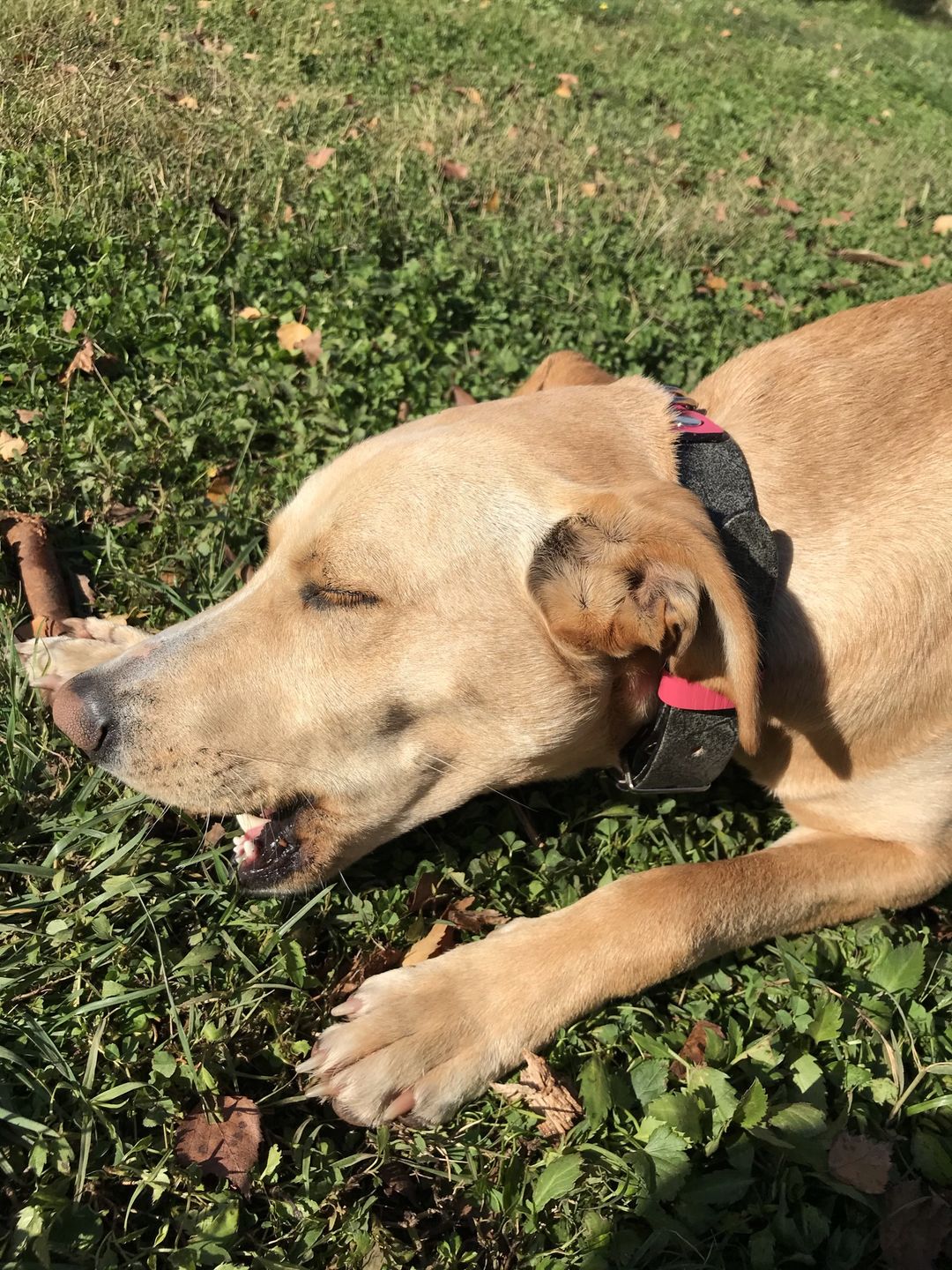 Customer photo review of Collar Duke Gris/Fucsia Corrugado