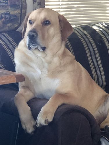 Customer photo review of Pup Wax Original Dog Nose Balm and Paw Wax