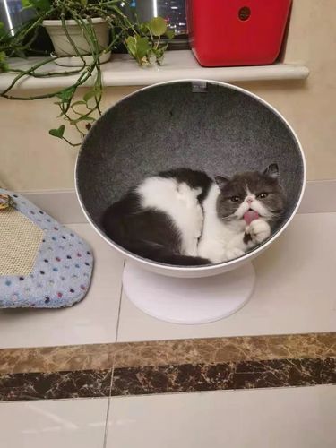Customer photo review of Furrytail Boss Cat Bed, Elevated Cat Chair